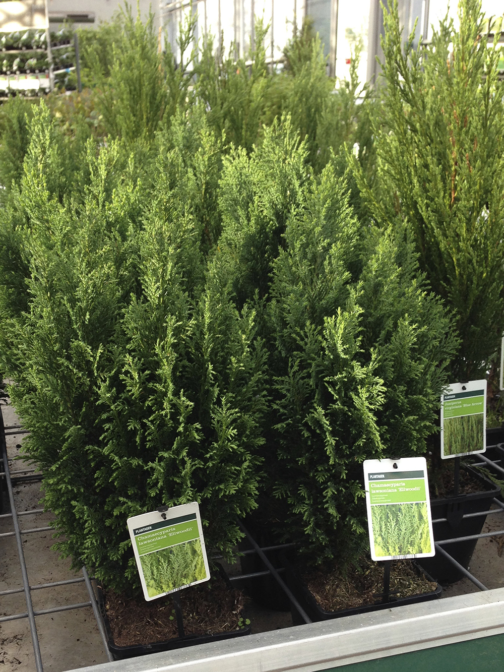 Lawsoninsypressi_30cm