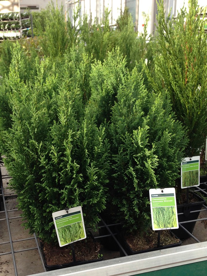 Lawsoninsypressi_30cm