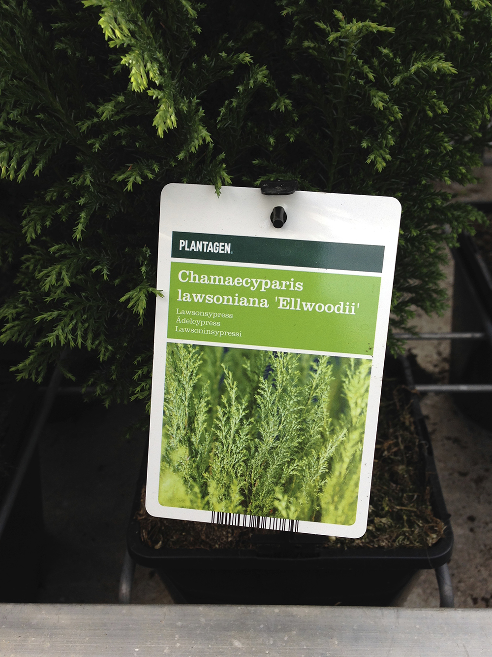 Lawsoninsypressi_lappu