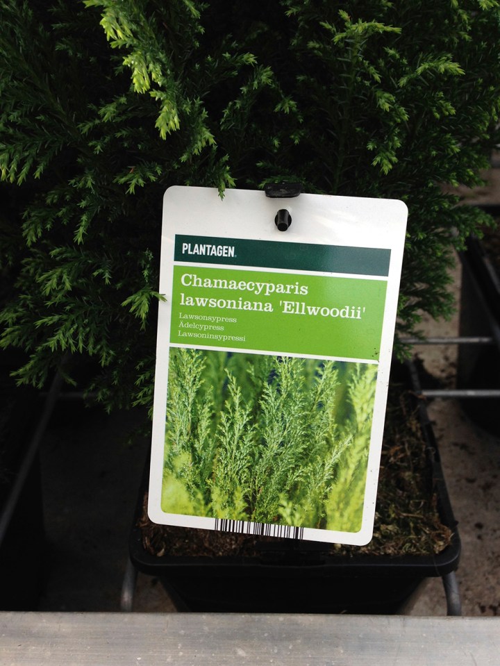 Lawsoninsypressi_lappu