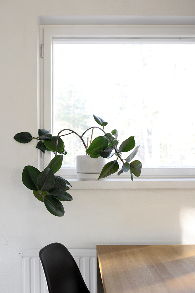 kumiviikuna_ikkunalaudalla